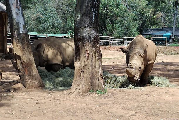Joburg Zoo Marks International Rhino Day with a Powerful Call to Protect Africa’s Giants